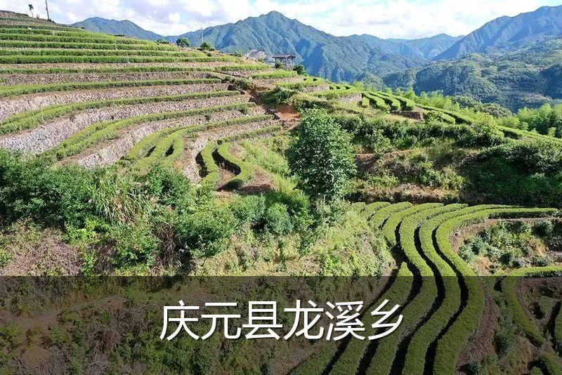 庆元县龙溪乡